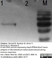 Anti Mouse IgG (Human Adsorbed) Antibody thumbnail image 6