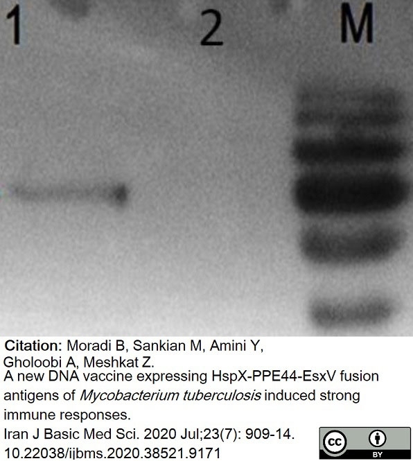 Anti Mouse IgG (Human Adsorbed) Antibody gallery image 6
