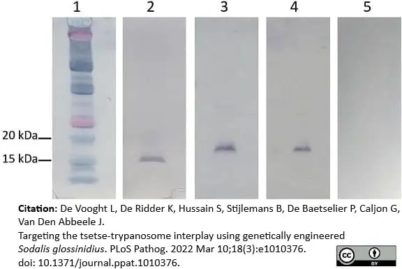 Anti Mouse IgG (Human Adsorbed) Antibody gallery image 7