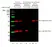 Goat anti Mouse IgG Ab (H/L) - HRP thumbnail image 1