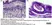 Anti Mouse IgG1 Antibody - 1mg thumbnail image 1