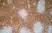 Anti Mouse IgG1 Antibody - 0.5mg thumbnail image 1