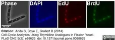 Anti Mouse IgG1 Antibody - 0.5mg gallery image 10