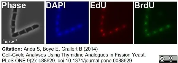 Anti Mouse IgG1 Antibody - 0.5mg gallery image 10