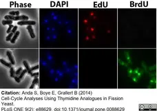Anti Mouse IgG1 Antibody - 0.5mg gallery image 11