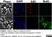 Anti Mouse IgG1 Antibody - 0.5mg thumbnail image 11