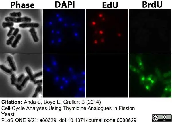 Anti Mouse IgG1 Antibody - 0.5mg gallery image 11