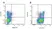 Anti Mouse IgG1 Antibody - 0.5mg thumbnail image 15