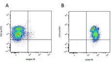 Anti Mouse IgG1 Antibody - 0.5mg gallery image 16