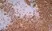 Anti Mouse IgG1 Antibody - 0.5mg thumbnail image 2
