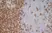 Anti Mouse IgG1 Antibody - 0.5mg thumbnail image 21