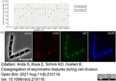Anti Mouse IgG1 Antibody - 0.5mg gallery image 23