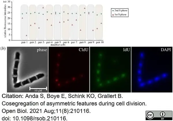 Anti Mouse IgG1 Antibody - 0.5mg gallery image 23