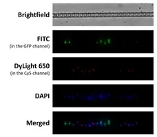 Anti Mouse IgG1 Antibody - 0.5mg gallery image 24