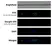 Anti Mouse IgG1 Antibody - 0.5mg thumbnail image 24