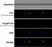 Anti Mouse IgG1 Antibody - 0.5mg thumbnail image 25