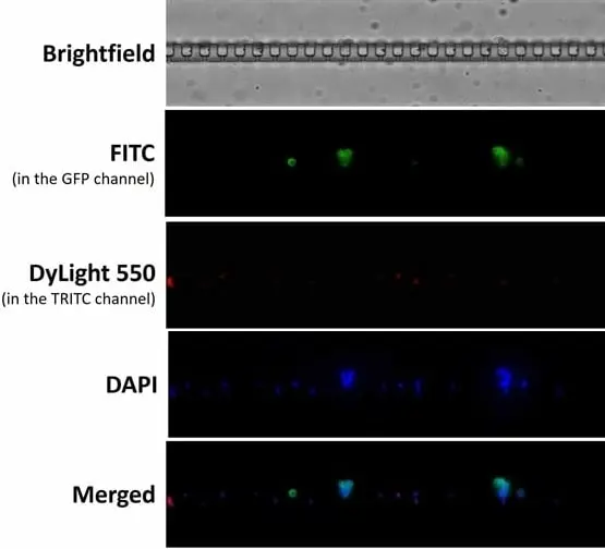 Anti Mouse IgG1 Antibody - 0.5mg gallery image 25
