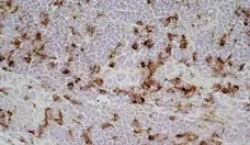 Anti Mouse IgG1 Antibody - 0.5mg gallery image 3
