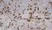 Anti Mouse IgG1 Antibody - 0.5mg thumbnail image 3