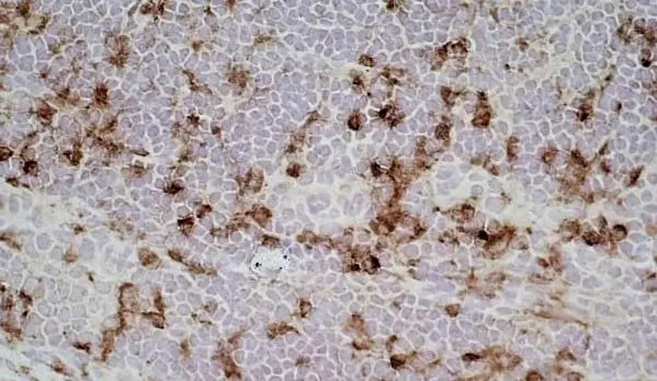 Anti Mouse IgG1 Antibody - 0.5mg gallery image 3
