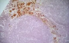 Anti Mouse IgG1 Antibody - 0.5mg gallery image 4