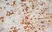 Anti Mouse IgG1 Antibody - 0.5mg thumbnail image 5