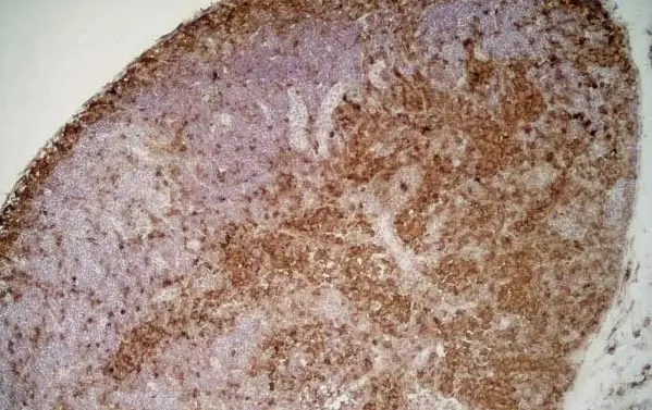 Anti Mouse IgG1 Antibody - 0.5mg gallery image 6