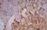 Anti Mouse IgG1 Antibody - 0.5mg thumbnail image 7