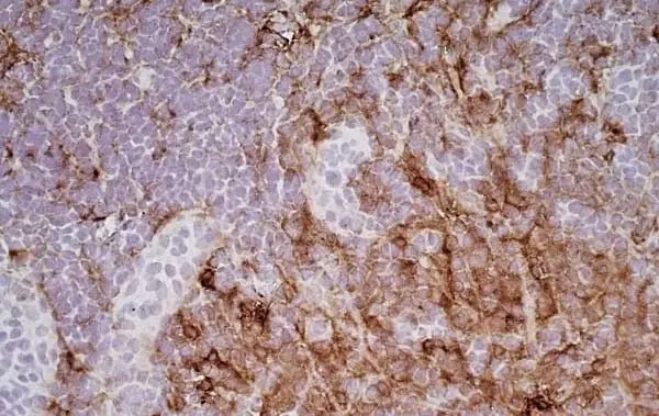 Anti Mouse IgG1 Antibody - 0.5mg gallery image 7