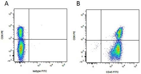 Anti Mouse IgG2a Antibody | Bio-Rad