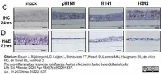  Anti Mouse IgG2a Antibody  gallery image 11