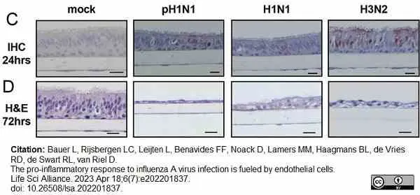 Anti Mouse IgG2a Antibody  gallery image 11