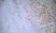  Anti Mouse IgG2a Antibody  thumbnail image 2