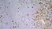  Anti Mouse IgG2a Antibody  thumbnail image 3