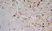  Anti Mouse IgG2a Antibody  thumbnail image 4