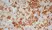  Anti Mouse IgG2a Antibody  thumbnail image 6