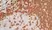  Anti Mouse IgG2a Antibody  thumbnail image 8