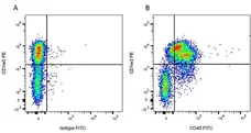 Anti Mouse IgG2b Antibody gallery image 1