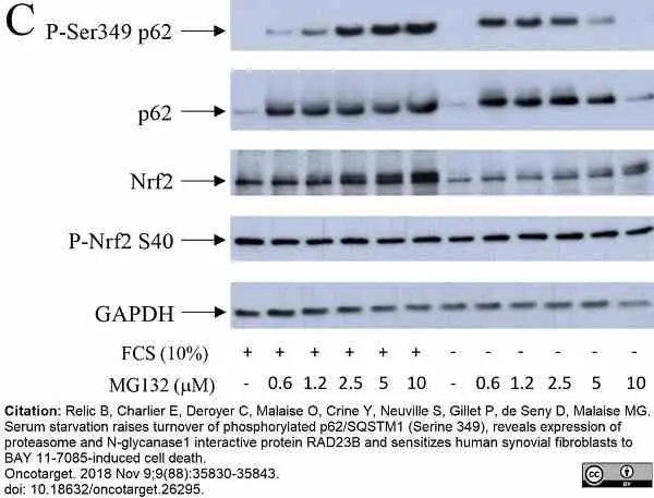 Anti Mouse IgG2b Antibody gallery image 3
