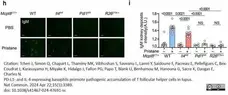 Gt Anti Mouse IgM Ab - Pur. (Phosphate) gallery image 1