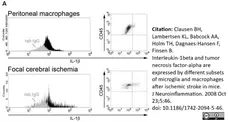 Anti Mouse Interleukin-1 beta Antibody gallery image 1