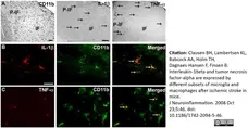 Anti Mouse Interleukin-1 beta Antibody gallery image 2