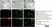 Anti Mouse Interleukin-1 beta Antibody thumbnail image 2