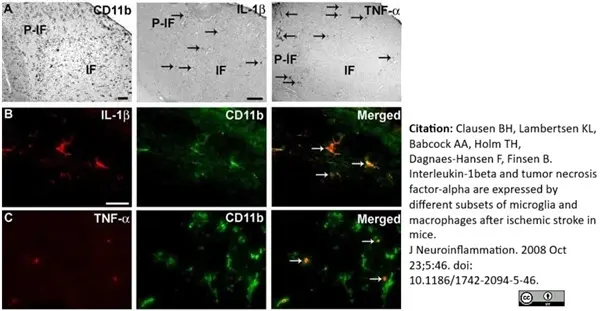 Anti Mouse Interleukin-1 beta Antibody gallery image 2