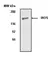 Anti iNOS Antibody thumbnail image 1