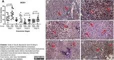 Anti iNOS Antibody gallery image 2