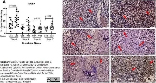 Anti iNOS Antibody gallery image 2
