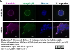 Anti Laminin Antibody gallery image 3
