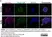 Anti Laminin Antibody thumbnail image 3
