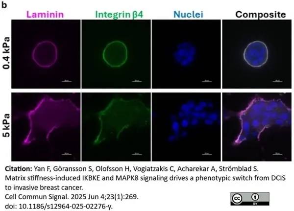 Anti Laminin Antibody gallery image 3